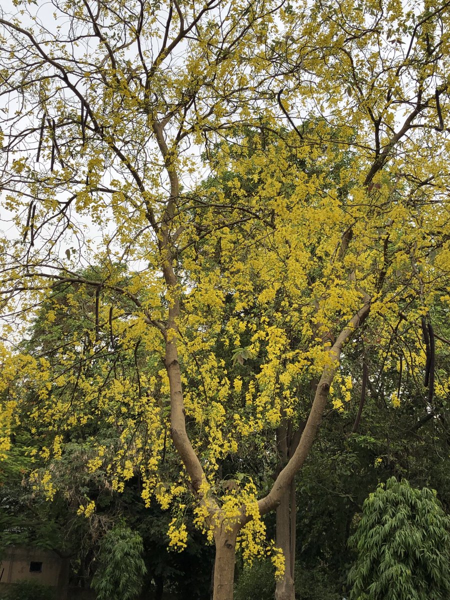 And the Amaltas (Cassia fistula) reminds you of the #beauty of the #city despite the #heat!

#Delhi #nature #IndiAves #NaturePhotography