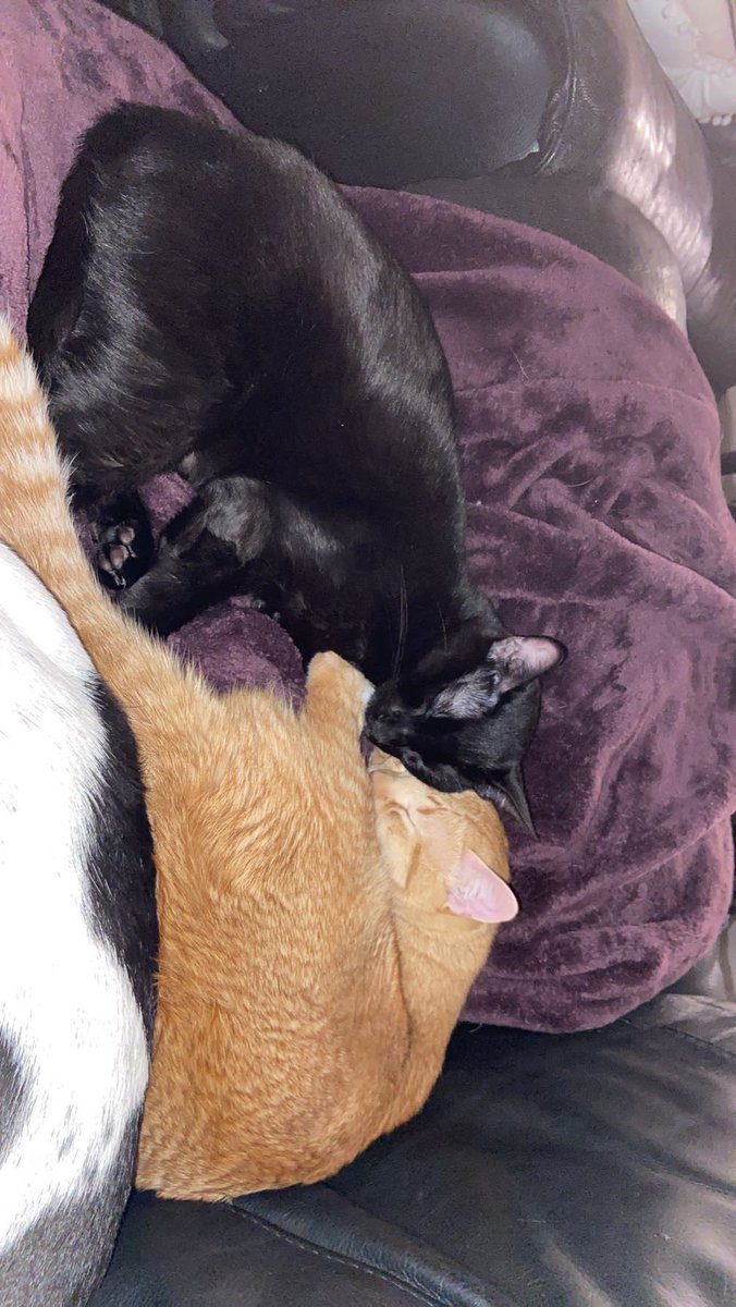 _SkylerEcho_'s tweet photo. I love them so much.
Casper and pumpkin you guys were meant to be! Brothers from the start and until the end forever. https://t.co/dxNjoVeQn9