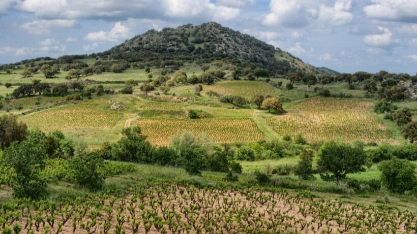 Terroir Sense Wine Review tweet media