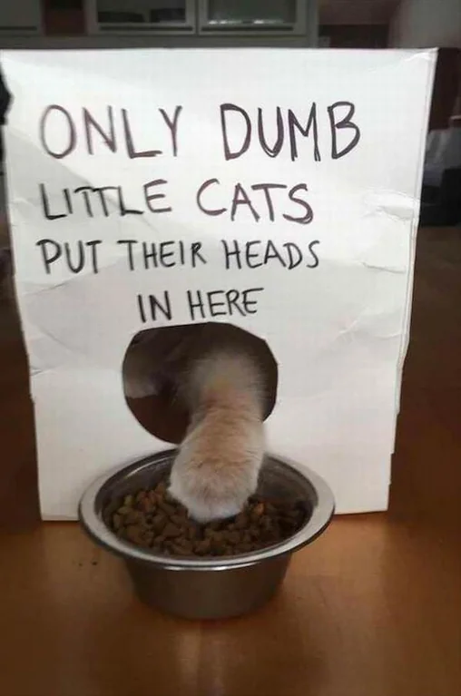 Dont Show Your Cat tweet media