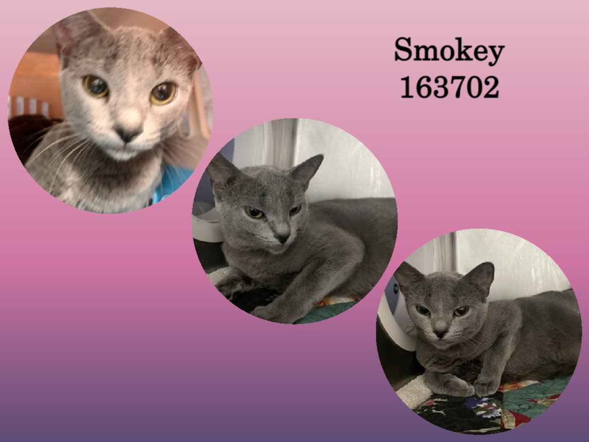 NYCDEATHROWCATS's tweet photo. PREGNANT CAT | Check out how round this lady's belly is!!! Mama-to-be Smokey is adorable 📷
https://t.co/rlxVS2UP8x https://t.co/e1XdQ4m71j