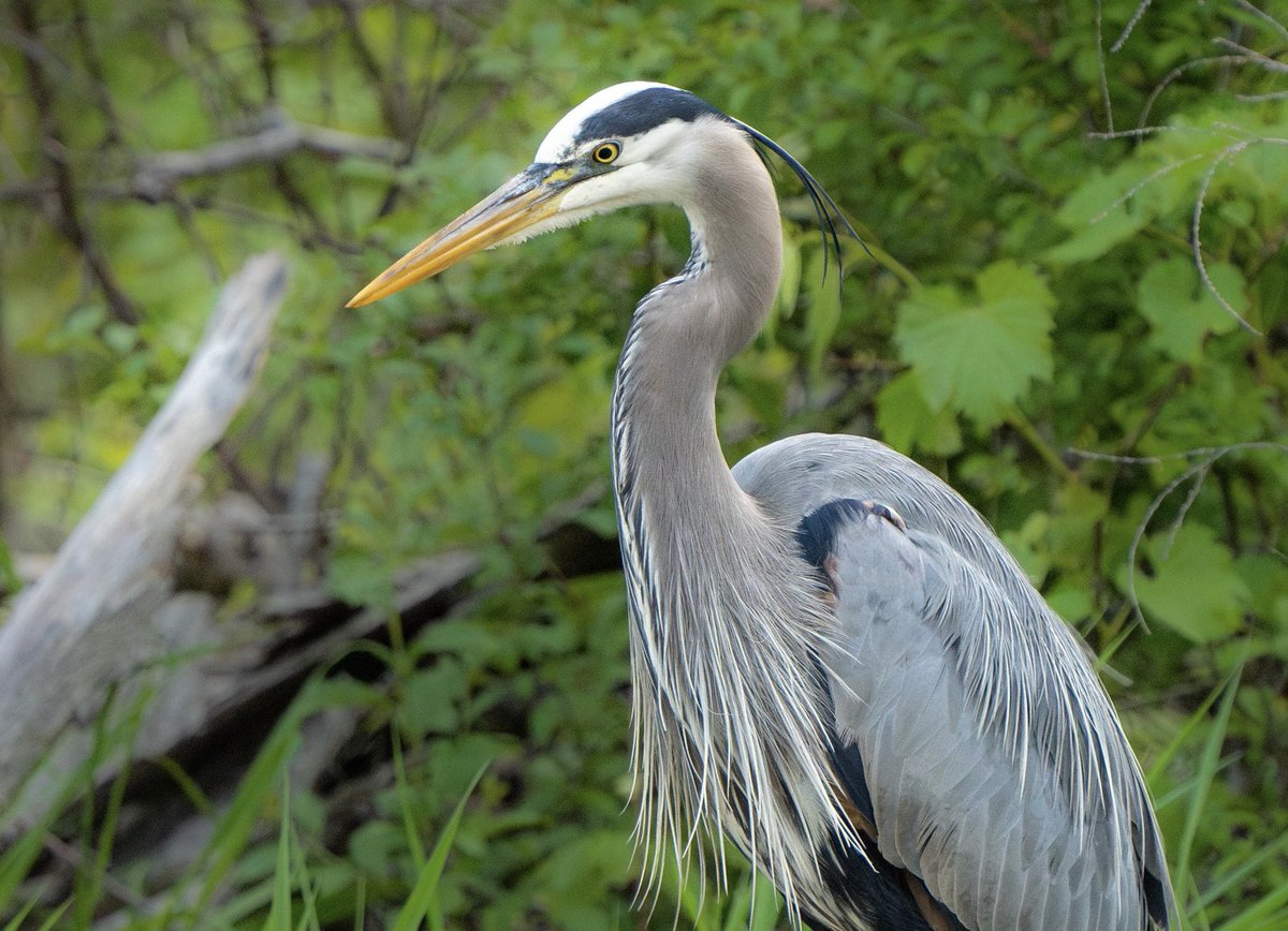 tinablue1089's tweet photo. Great Blue Heron 

#greatblueheron #spring https://t.co/FScHGp8i95