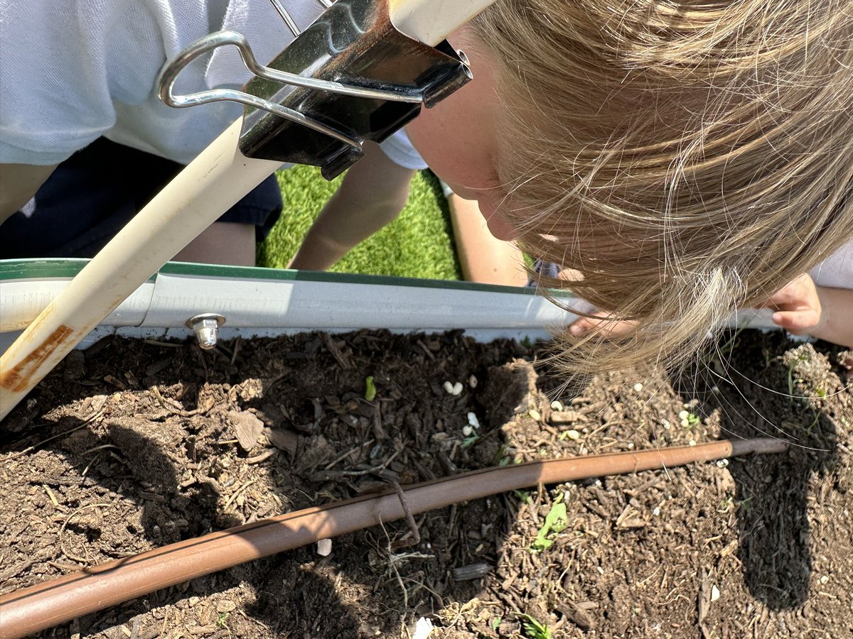 mpowell_gses's tweet photo. Summer is almost here 😎 and these sweet Kinder Cuties planted some black eyed peas! @gsesdallas  #GrowGardenGrow https://t.co/42p2WJf10B