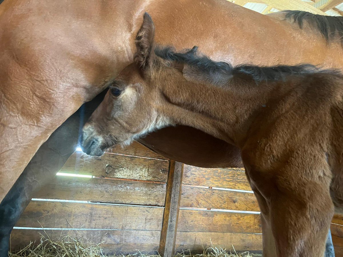 Knutsson Trotting tweet media