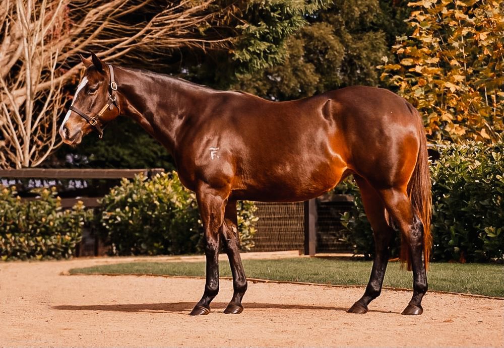 CraigRounsefell's tweet photo. Lot 796 - Better Reflection (Better Than Ready) 

Our second purchase for Daandine Stud @mmsnippets National Broodmare Sale is 2YO stakes winner Better Reflection from @Milburn_Creek. A quality mare with a powerful hindquarter, she carries to Golden Slipper winner Farnan! https://t.co/ptHlbBp4Rd