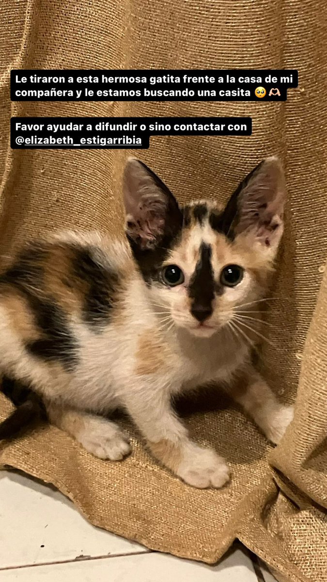 pxdgx19's tweet photo. Rt por favor 🥺🙏🏻 https://t.co/wMHc80loMf