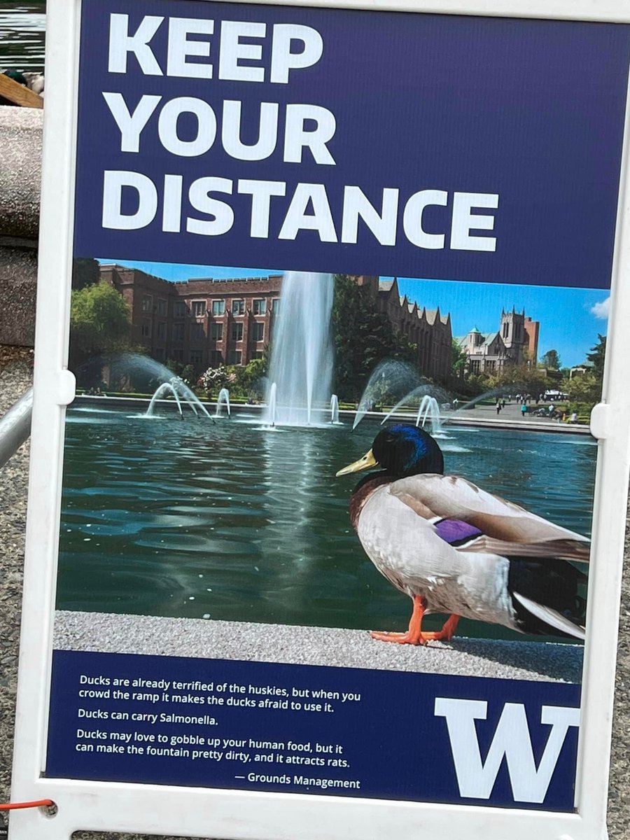 Gotta love a university that builds a ramp for ducks (the kind with real feathers) to help them get in and out of a fountain safely. #DrumhellerDucks