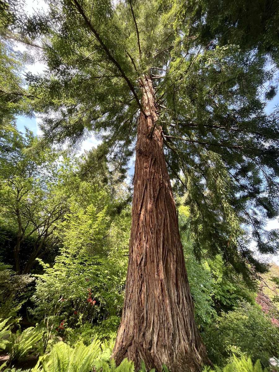 @Yaacov97531 Stately Sequoia #Photography #NaturePhotography #Trees #VictoriaBC #ButchartGardens