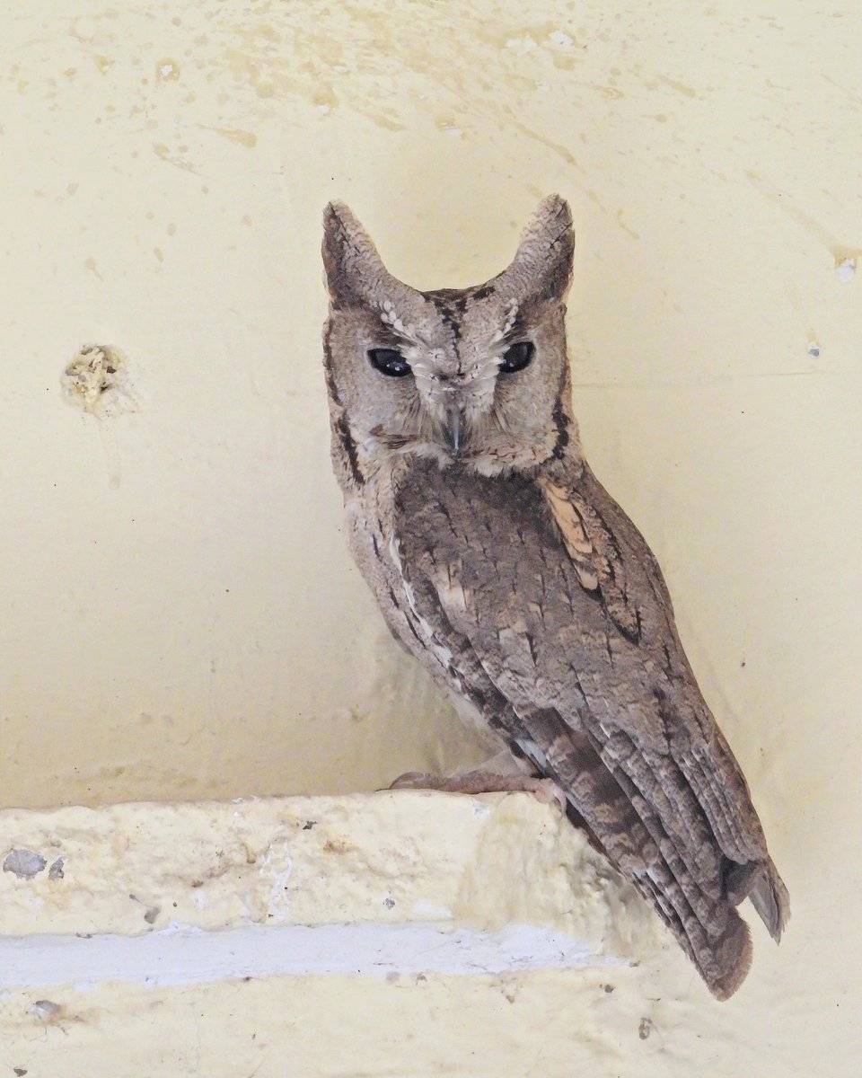 'OWL'
Indian Scopes Owl
Jaipur Rajasthan
23052023
#vanakriti #owl #indian   #birds #birdwatching #birdsofinstagram #birdphotography 
#birdlovers 
#birding #nature #naturephotography #naturelover #naturalbeauty 
#handsome #birdphotographers_of_india #netgeoyourshot #birds_private