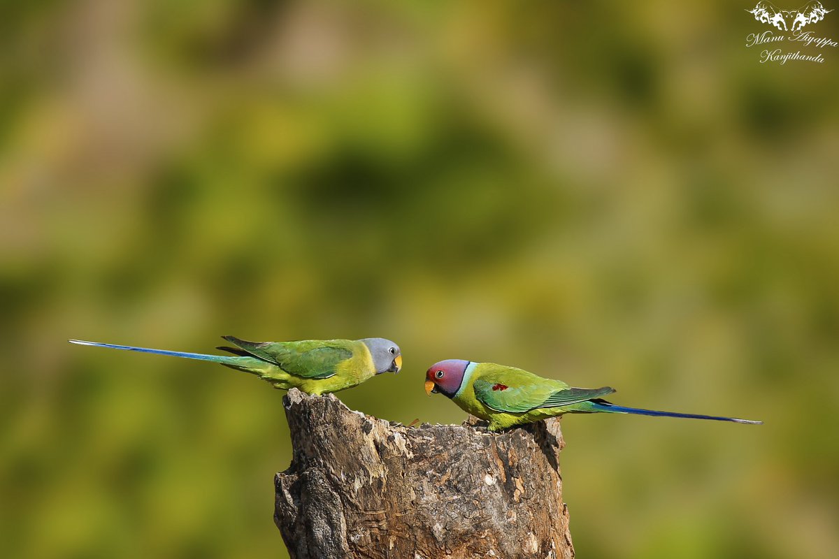 manuaiyappa28's tweet photo. #parakeets Plum headed parakeet #plumheadedparakeet #birding #birdingfriends #birdsofinstagram #birdsofindia #parakeetsofinstagram #canon #canonphotography #colourfulbirds https://t.co/WfbhwKFmWc