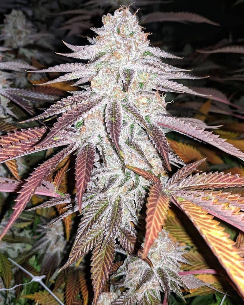 VaGrownExotics's tweet photo. This pheno is SUPER FROSTY 🥶 looking amazing as ever NanaGlue from #Square1Genetics #Growyourown #frosty #420community #Buds #Organic #Organicgarden #Flower #Cultivation #Trichome #Vivosun #Spiderfarmer #Thc #Cannabis #Glue #CannabisCommunity #CannabisConnoisseur #SoHumsoil https://t.co/SZFSimEWT5