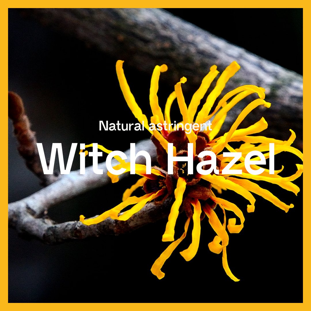 GlowyAi's tweet image. Witch Hazel: Harness the power of this natural astringent to tighten your skin, reduce inflammation, and decrease oil production, preventing acne breakouts. 🌼 

#WitchHazel #NaturalSkincare #AcneControl #OilFreeSkin