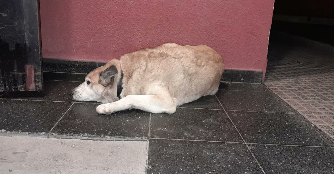 Renovamos las lonas de las casitas comunitarias de zona tribunales, Canela, NegriCocó, Colinchito y TatoHomero agradecen <a href="/ballareformosa/">Ballare Formosa</a> y flia. Campuzano <a href="/campuzanomayra/">Mayra Álvarez </a>