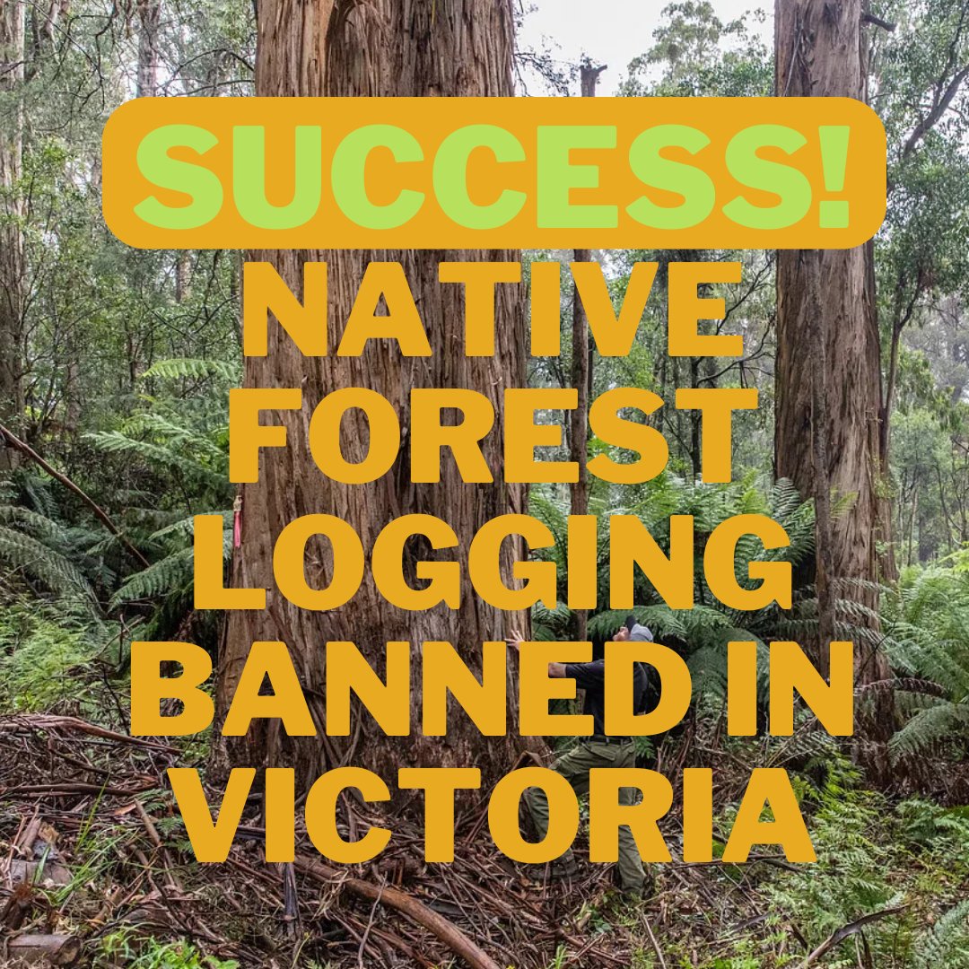 AustralianWild2's tweet image. The Victorian government announced that native forest logging in Victoria will cease by the end of the 2023. 
#AustralianWildlifeSociety #FriendsoftheEarth #GECO #WOTCH #KinglakeFriendsofForests #EastGippslandEnvironmentGroup #FriendsofLeadbeatersPossum #VictorianForestAlliance