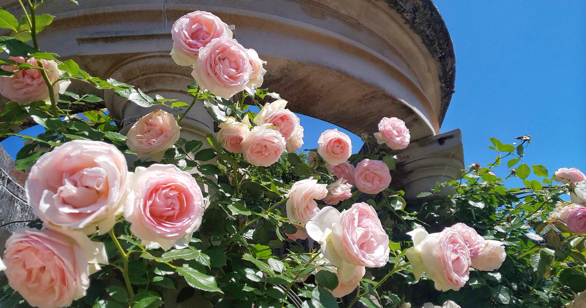 mayqueenver2's tweet photo. .

     物語りのとちゅう…‧⁺ ˚.˖ ࣪⊹

.
#ﾛｰｽﾞｶﾞｰﾃﾞﾝ   #ｲﾏｿﾗ
#花のある風景
#おつかれさま
#photography 
. https://t.co/SHPBxnbfzI