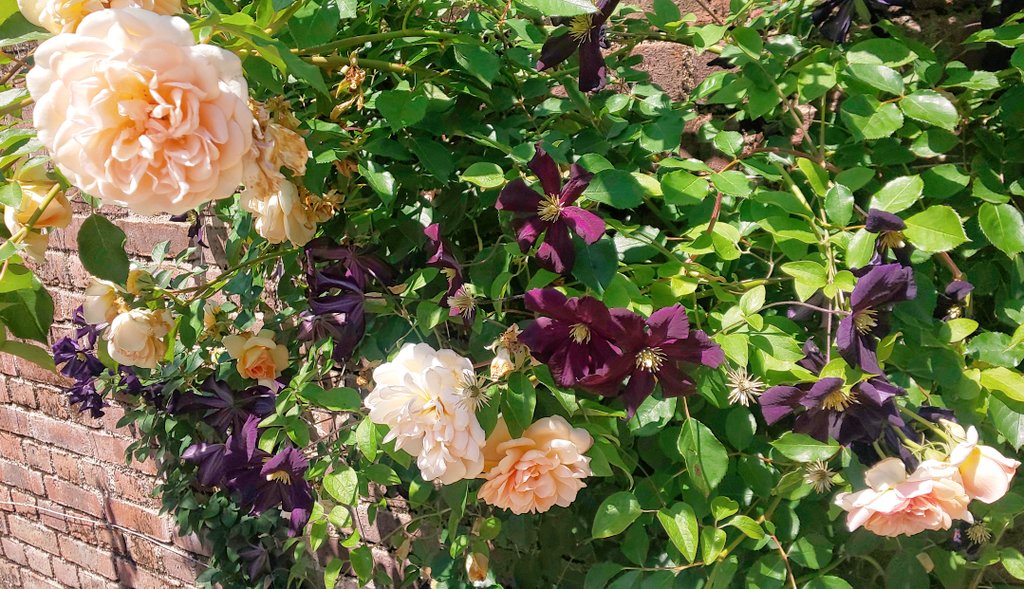 mayqueenver2's tweet photo. .

     物語りのとちゅう…‧⁺ ˚.˖ ࣪⊹

.
#ﾛｰｽﾞｶﾞｰﾃﾞﾝ   #ｲﾏｿﾗ
#花のある風景
#おつかれさま
#photography 
. https://t.co/SHPBxnbfzI
