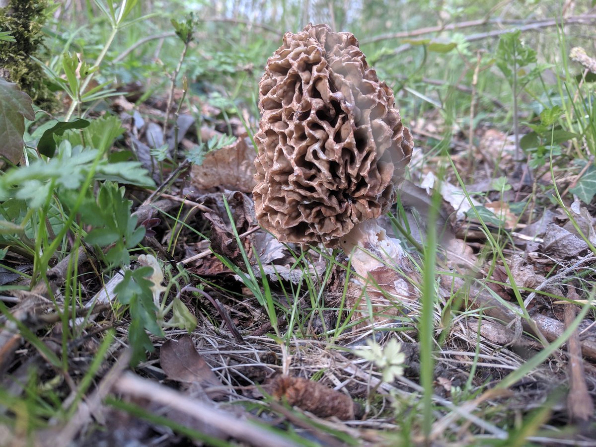 gnomeicide's tweet image. Probably just moving out of the morel season in Cambridge now. Actually not a bad year for them, they&apos;re never prolific here but I found all 3 spring  species here this year for the first time. #mushrooms #fungus #foraging