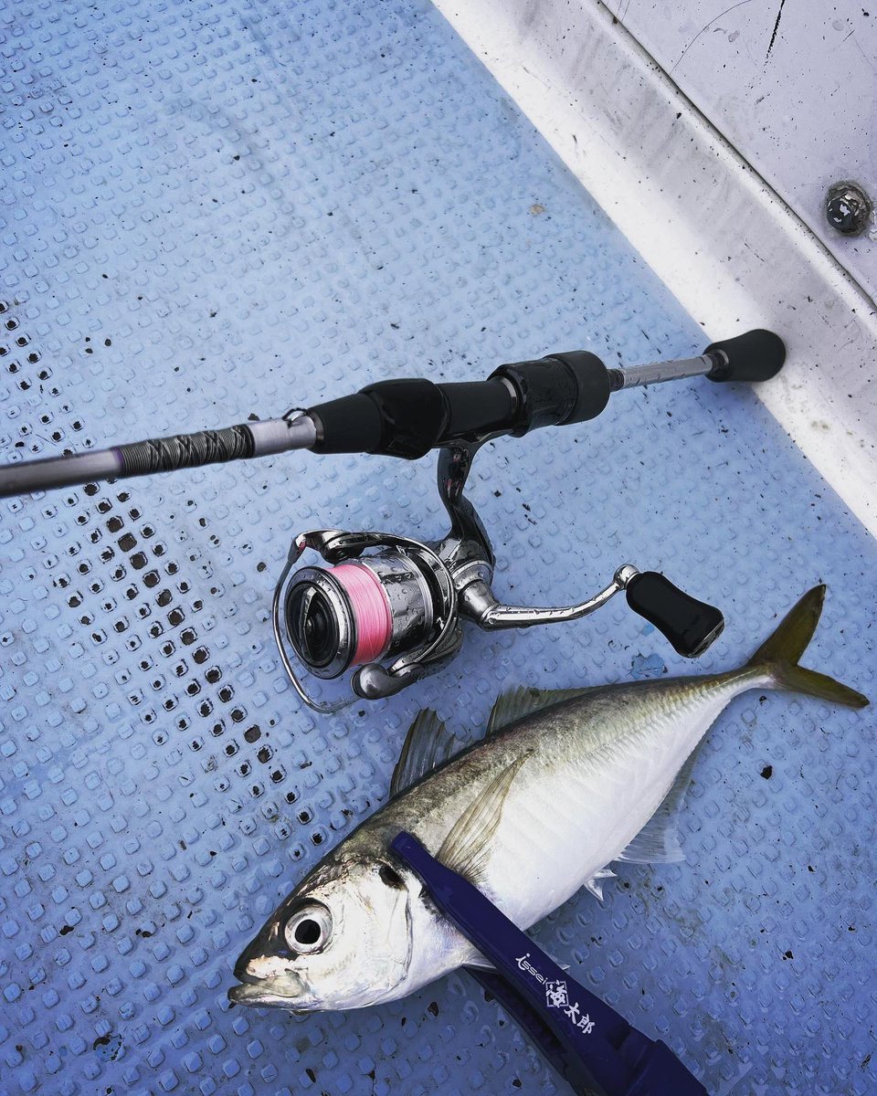 fishing_tii's tweet photo. 今月頭に記録更新2.8kg
エギング用に22Exist2500s
アジング用にMデレST
ここ1ヶ月でかなり使ってきてるけど
どれも調子良いしかなり快適 https://t.co/G24icvqhel