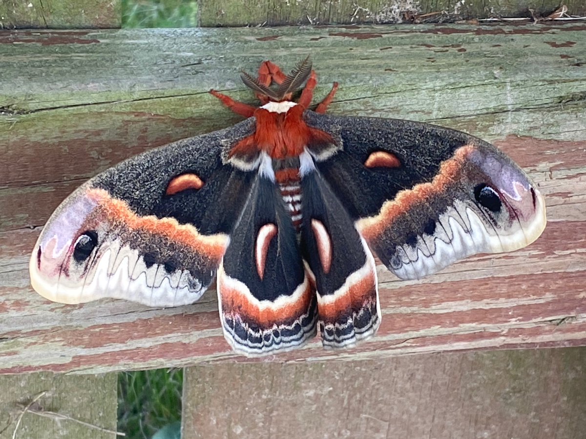 DeadMom3's tweet photo. Saw this on our fence tonight! Beautiful moth! Never saw one of these before! https://t.co/IeoOHIHWzw