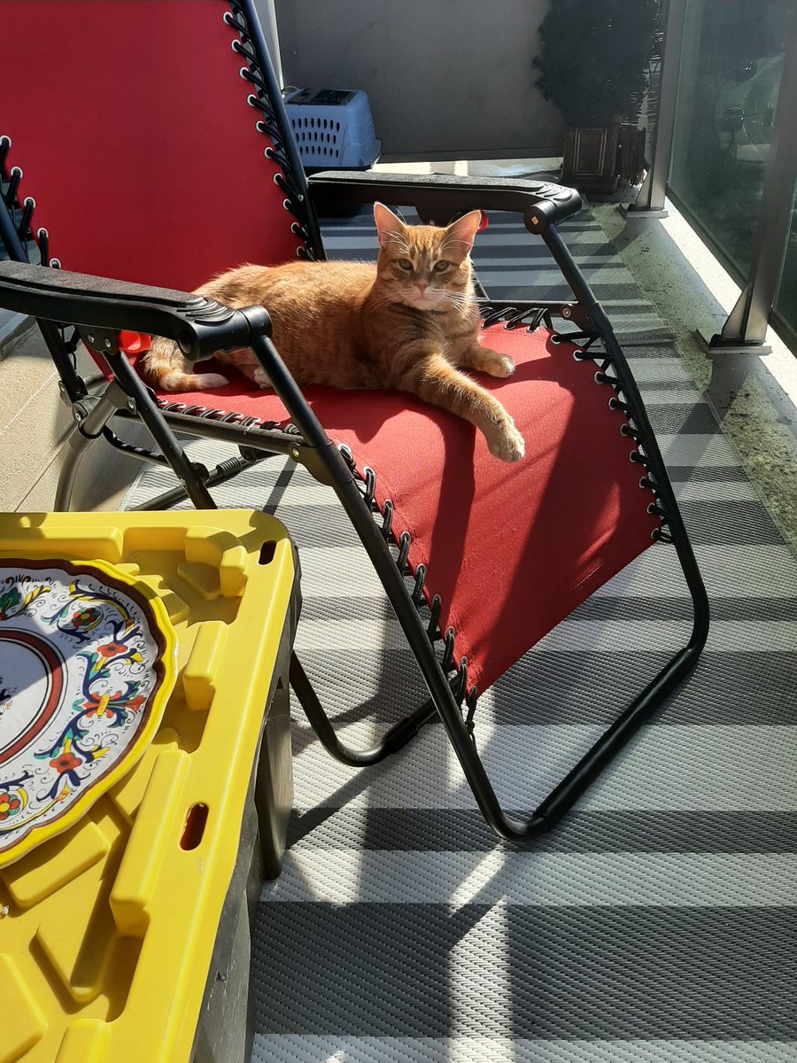 EVERYONE working from home should have an outdoor office space #FredtheCanadianCat