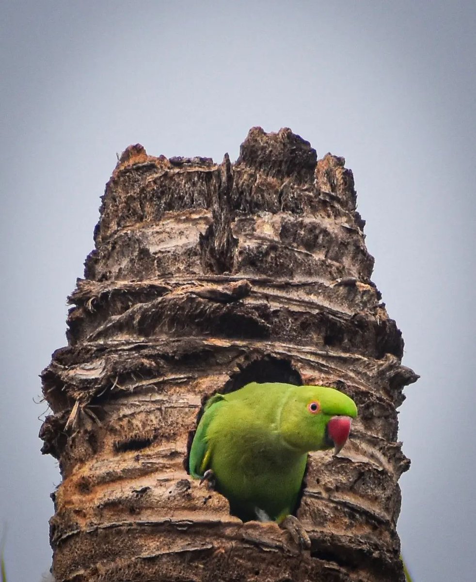 #Parrots #Parrotslife #Parrotslover #Parrotphotography #Greenary #Nature #Naturelover #NatureBeauty #Natureshot #NaturePhotography #Roseringedparakeet #Statebird #Andrapradesh #India #IncredibleIndia