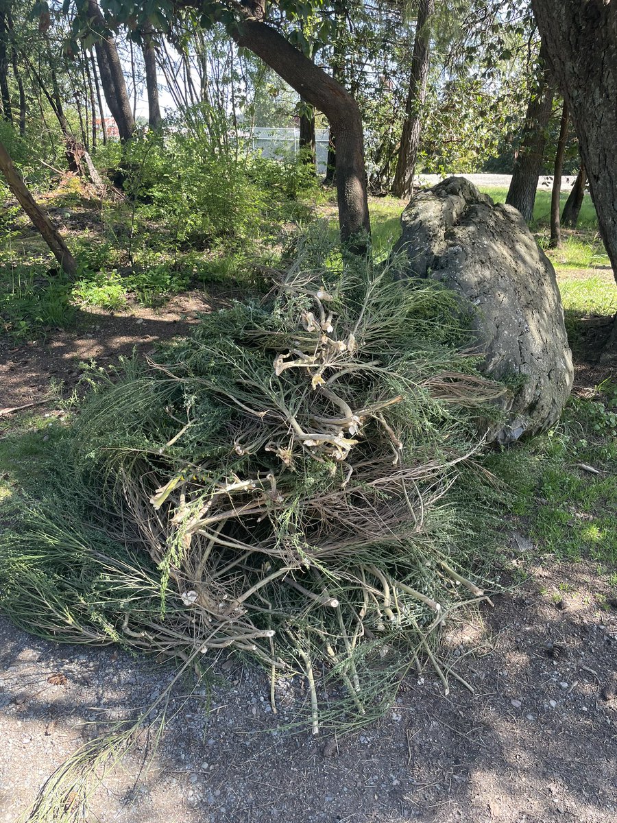 nctravisbarbour's tweet photo. My passion (for the month of May) is cutting Scotch Broom—an invasive species that has taken over much of the island and lower mainland.

#broombusters https://t.co/TquHWrPXgR