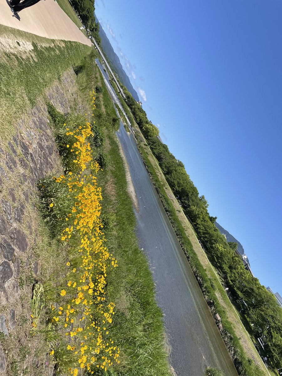 この季節の鴨川は特に美しい・・・。