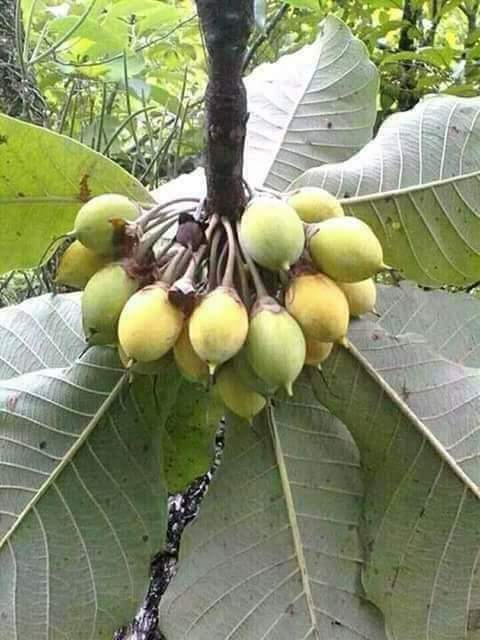 फलको नाम पत्ता लगाउनुस् ।