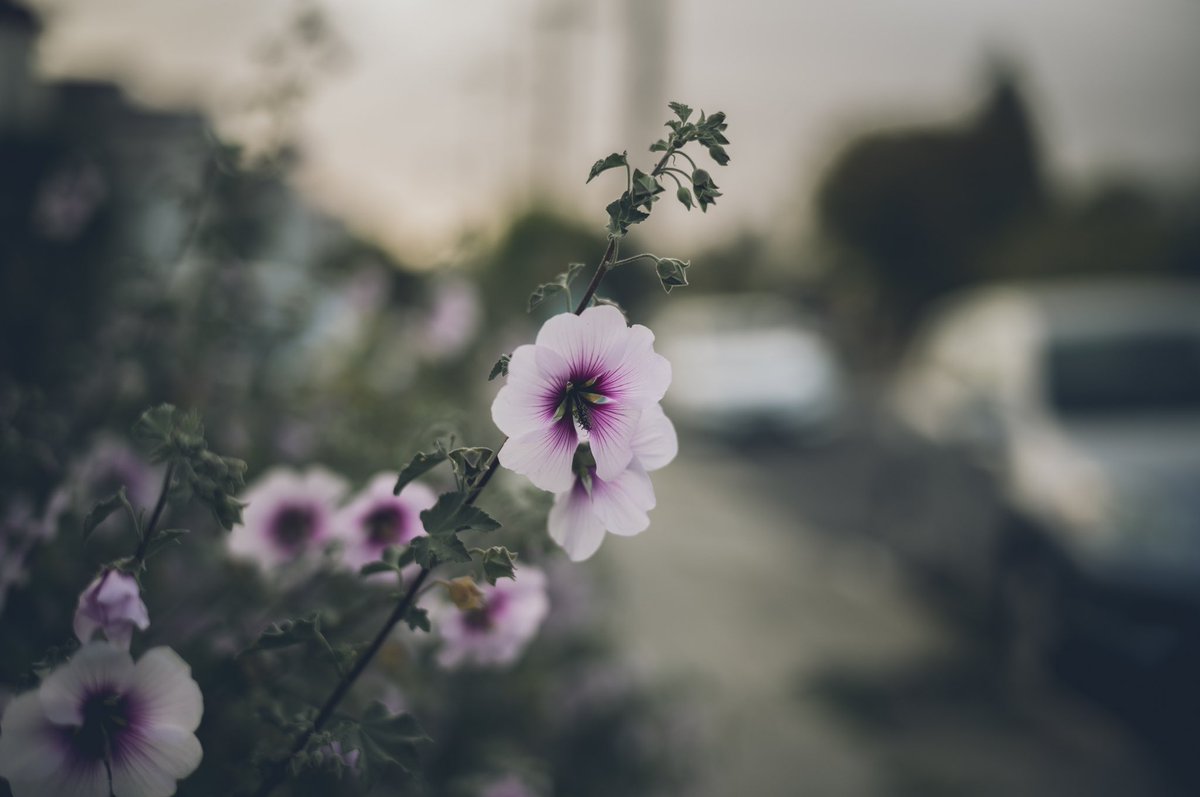 Leica Summilux 50mm FLE II is a dream. 

#Leica #LeicaM11 #priime