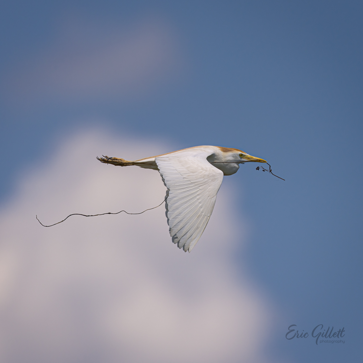 Cattle Egret with a prized piece of nesting material‼️ 😊

#birdphotography
#Florida