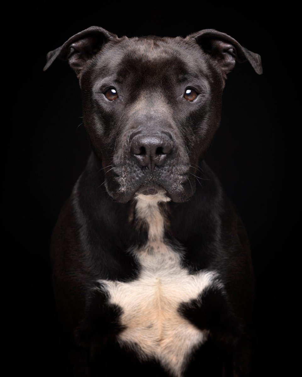 MORO… busca familia!!!

#madrid #animal #animales #perro  #adopta #adopción #protectora #sos #ayuda #cipa #perrera #chenil #jaula #abandono #hogar #familia #donación #stopabandonos #humor  #nocompresadopta #amigos #estoyconthai #stopleyppp #salvaunavida #mismosperrosmismaley