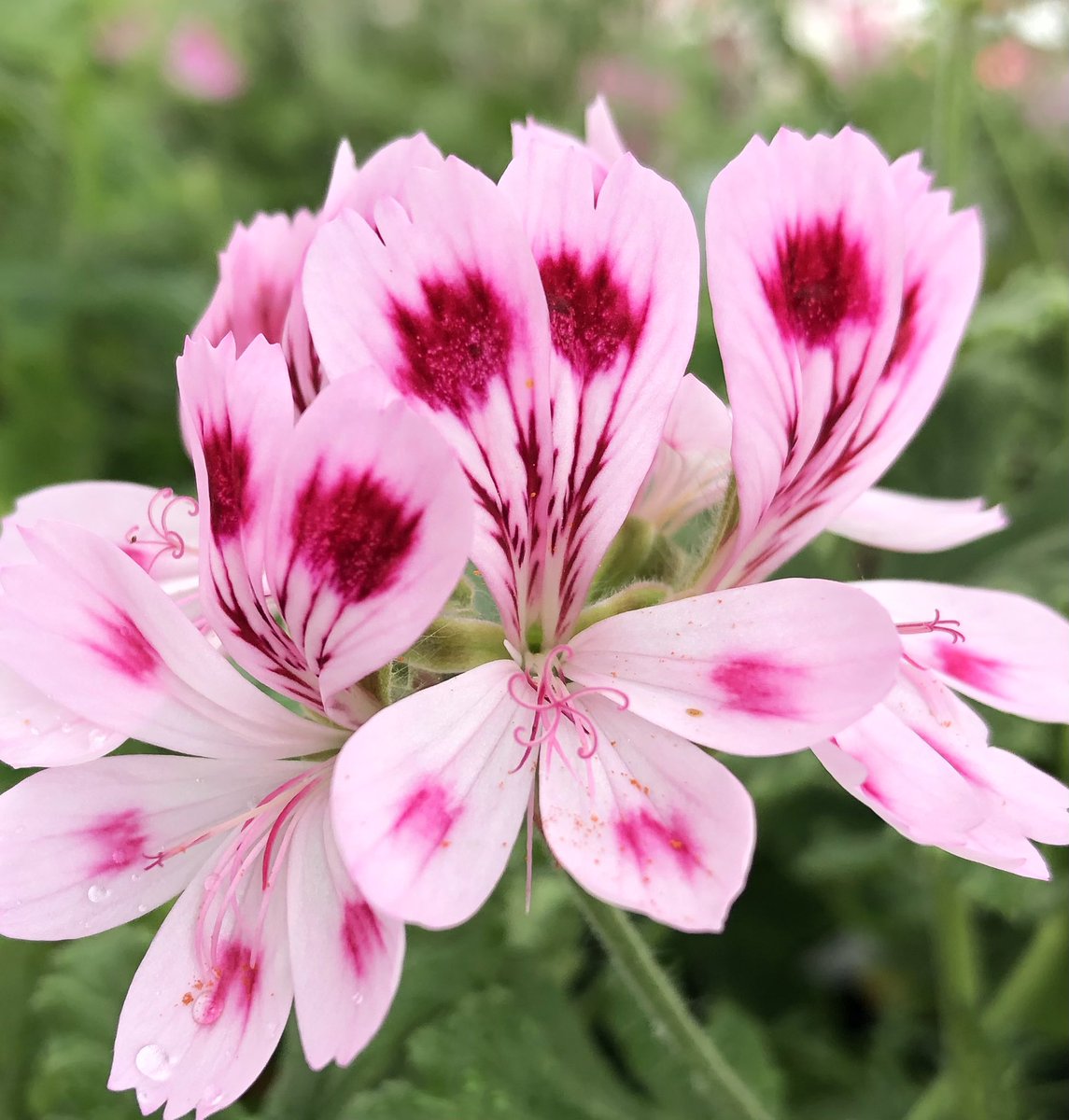 Scented-Leaf Pelargonium (Smelly Pellies, between you and me)  ‘Fair Ellen’