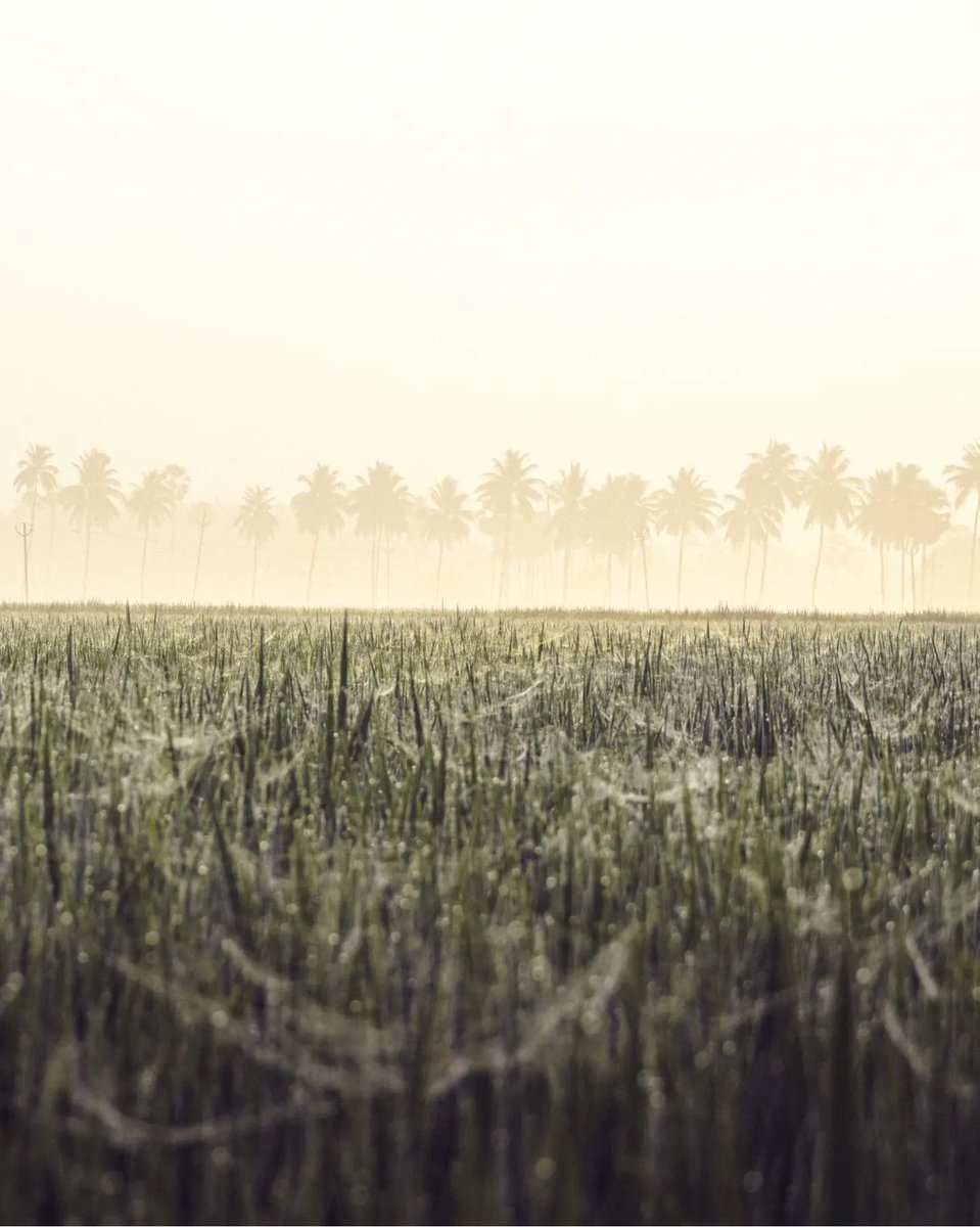 #Nature #Naturelover #Naturebeauty #Natureshot #NaturePhotography #Greenary #Paddy #Paddyfeilds #Village #Villagebeauty #Villagephotography #Konaseema #Bhimavaram #Amalapuram #Palakollu #Eastgodavari #Rajamundry #Andrapradesh #India #IncredibleIndia