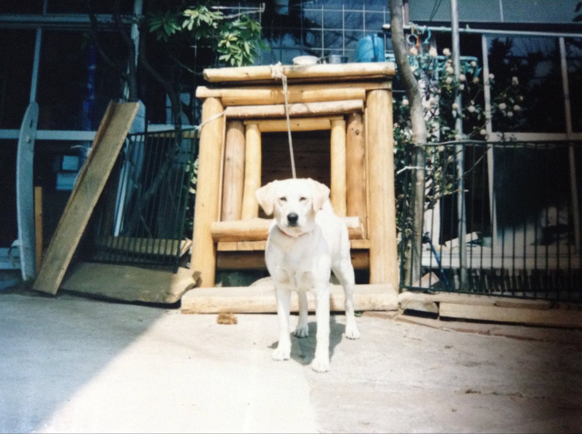 昔、ラブラドール飼ってた。
父の部屋の窓越しに1畳程増築して犬の部屋にしようとしたら、
隔離されたと思った犬が激怒。
狂ったように鳴き叫び、父が折れて父の部屋で一緒に寝ることになった😅
#犬のいた暮らし #レトリバー