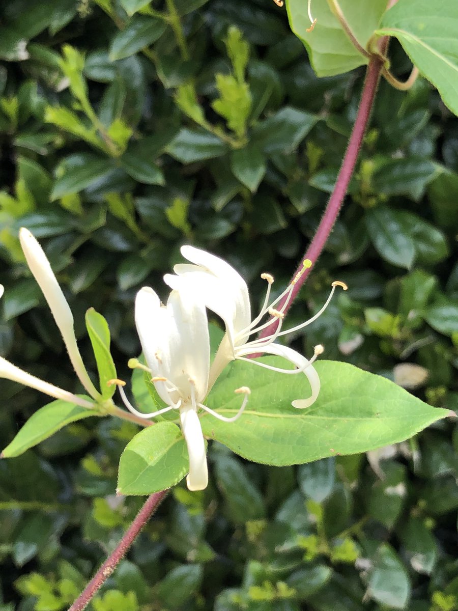 Bumble bee and honeysuckle