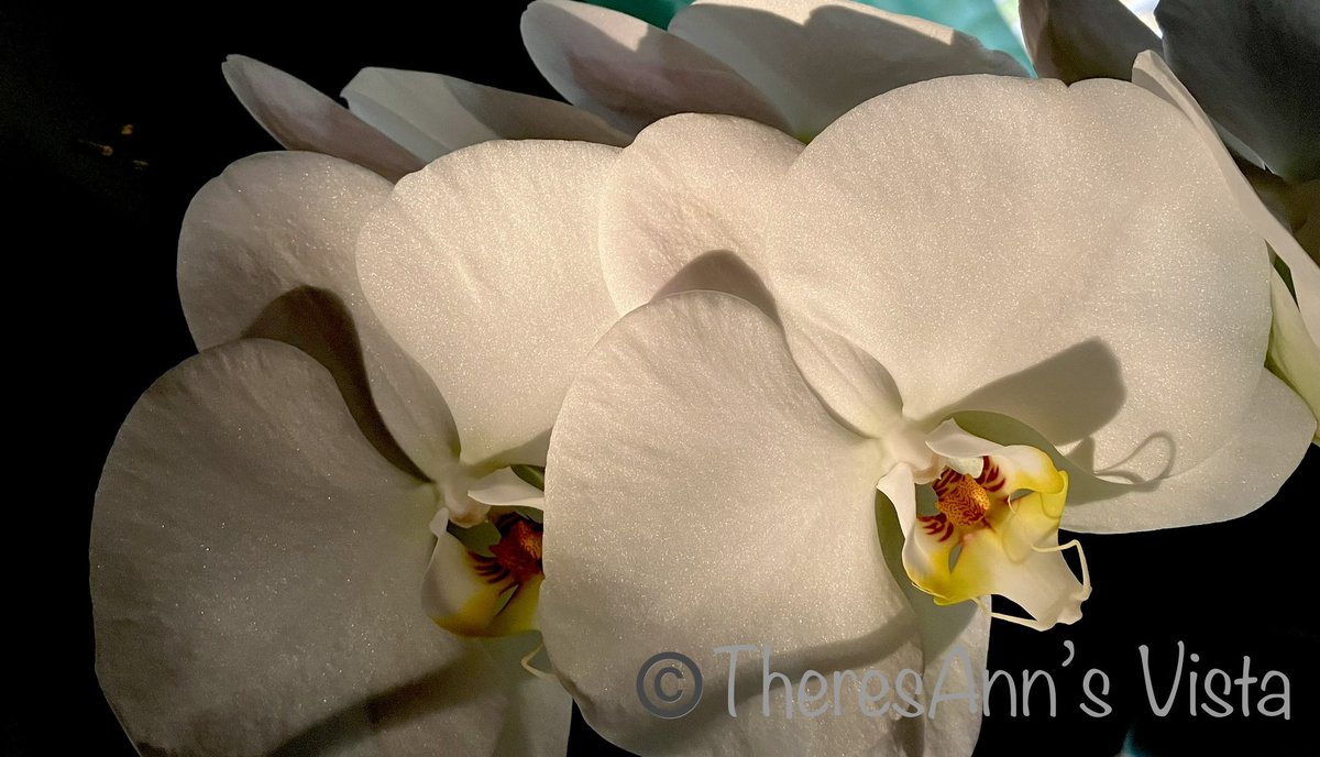 GN—Last 2 nights’ golden hour light has created so much beauty! So many shadows &amp; so little time! Available. Link in profile.