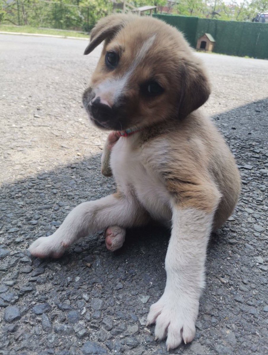 masum_gozler's tweet photo. Gülizar, 2 ayı geçmiş
Kuru mama yiyiyor
Kedilere bayılıyor
Sağlık durumu iyi
Orta büyüklükte olacak tahminen.
İstanbul'da kim ister bu şahane kişiyi 🧚

@Engelsizpati https://t.co/ya9Azsrz2M