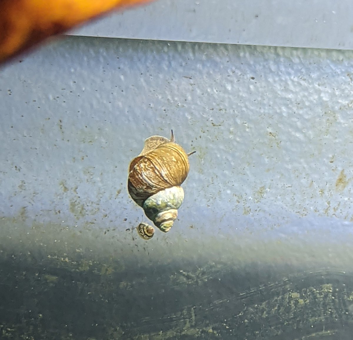 fungusfish on Twitter "She had a little snaby! I can confirm that IS