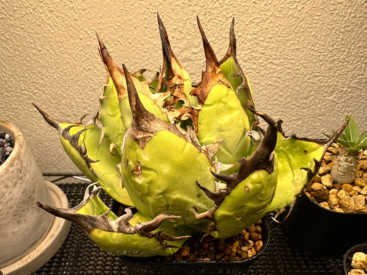 FKGS_2017's tweet image. オアハカオテロイ。
買った当初よりおしまりよくなってきました♡

#アガベ
#オアハカオテロイ