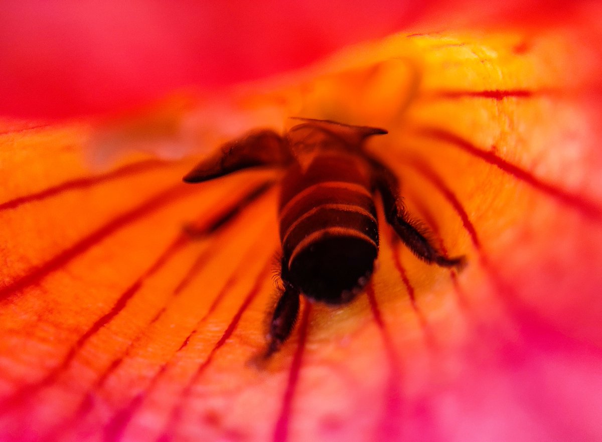 •~पहचाना.......🤭
#MacroHour #ThePhotoHour #StormHour #NaturePhotography #bee #ColourYourWorld