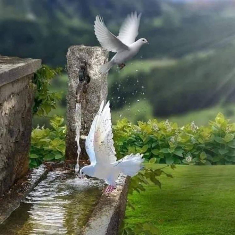 sameera14372's tweet photo. ويبقى الصباح بداية للنور
للحياة ... للأمل والفرح
ولكل شيء جميل
فكن كالصبح في الدنيا منيرا
وكا الطير في الآفاق حرا 
#يخبرنى_الصباح https://t.co/klhMkYNAEv
