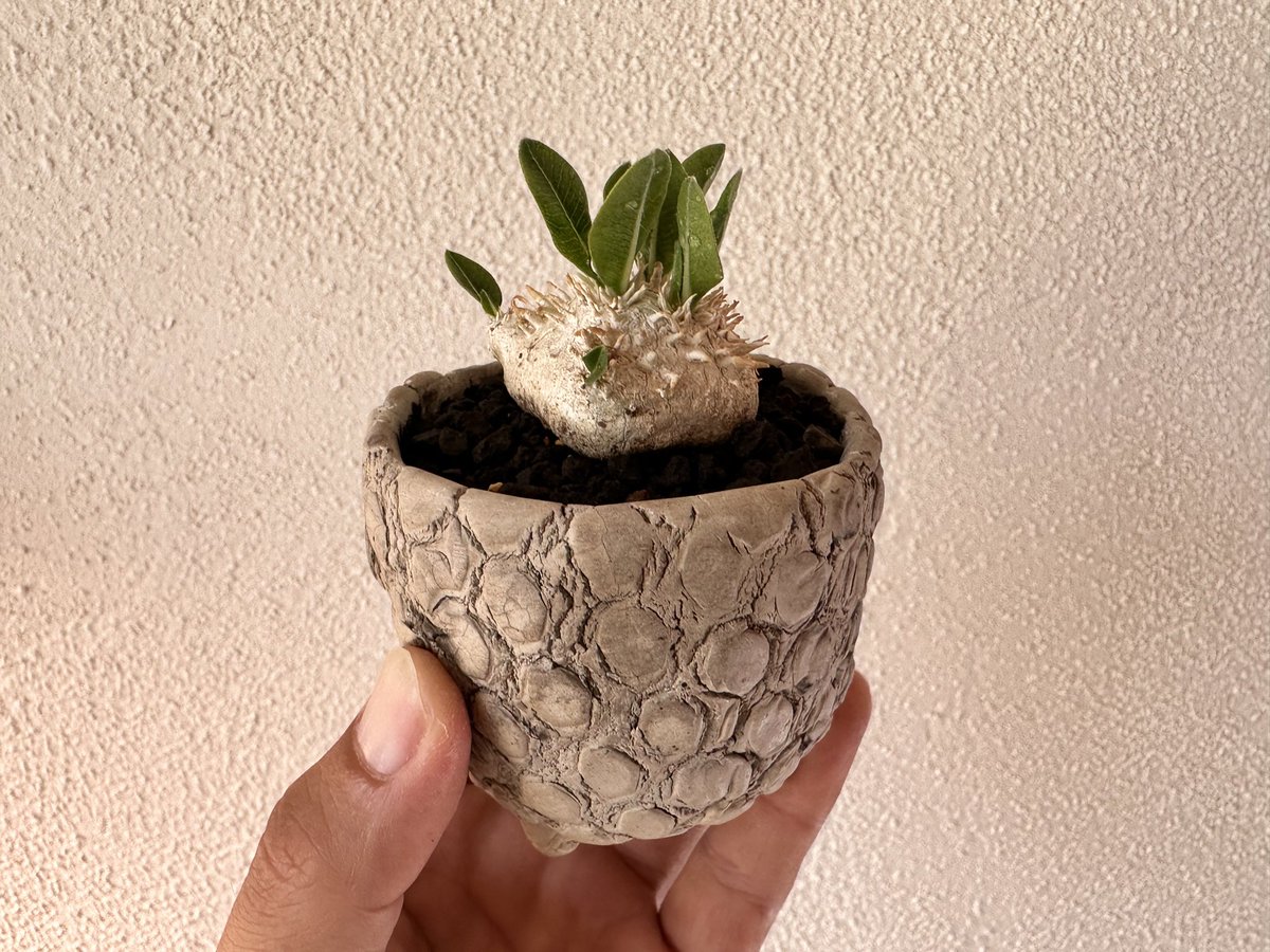 FKGS_2017's tweet image. ミニブレビカウレ。
かわいい！

#パキポディウム
#ブレビカウレ