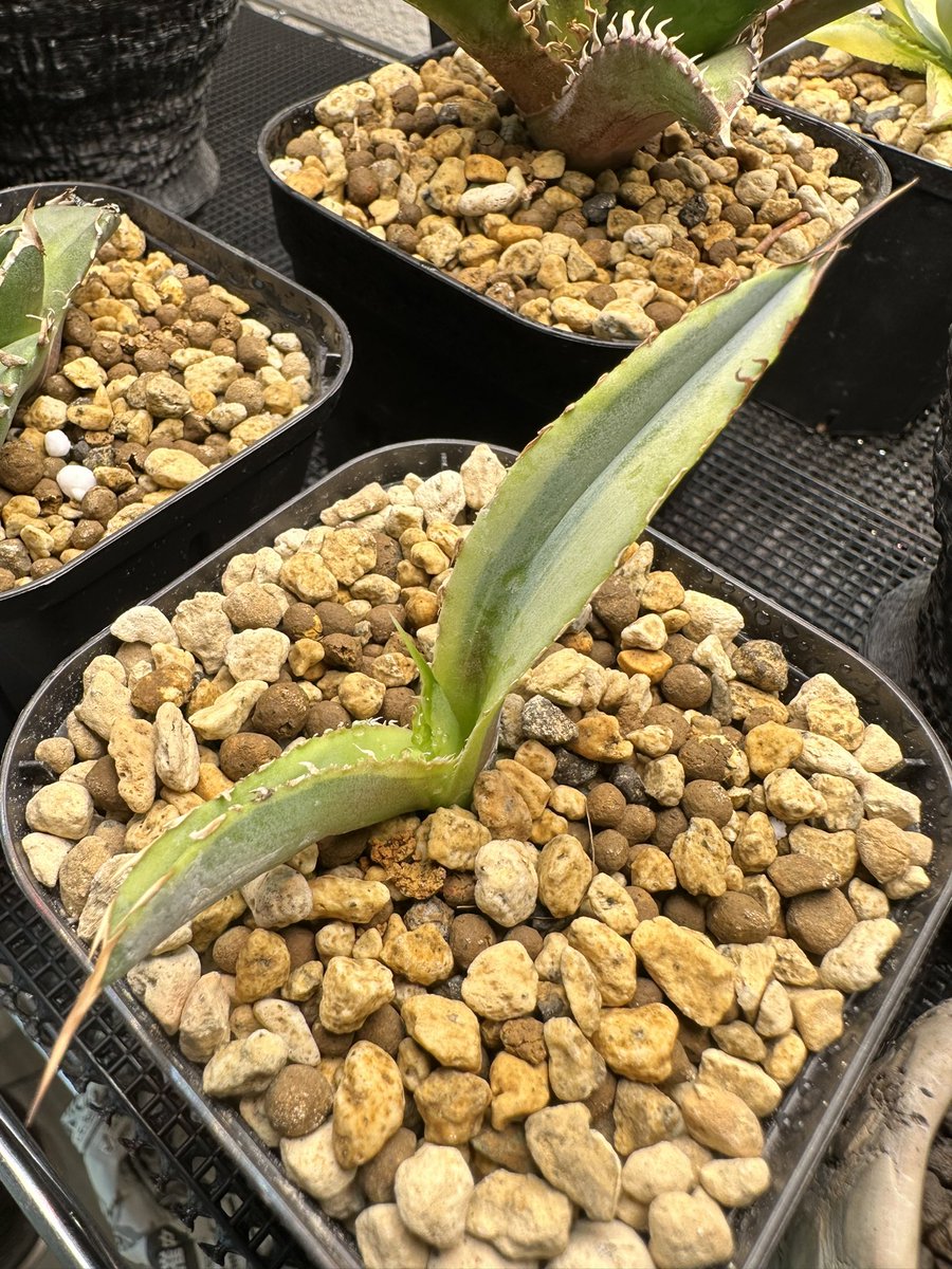 FKGS_2017's tweet image. 腐りかけたやつ無事復活！

#アガベ
#ブルーダイヤモンド