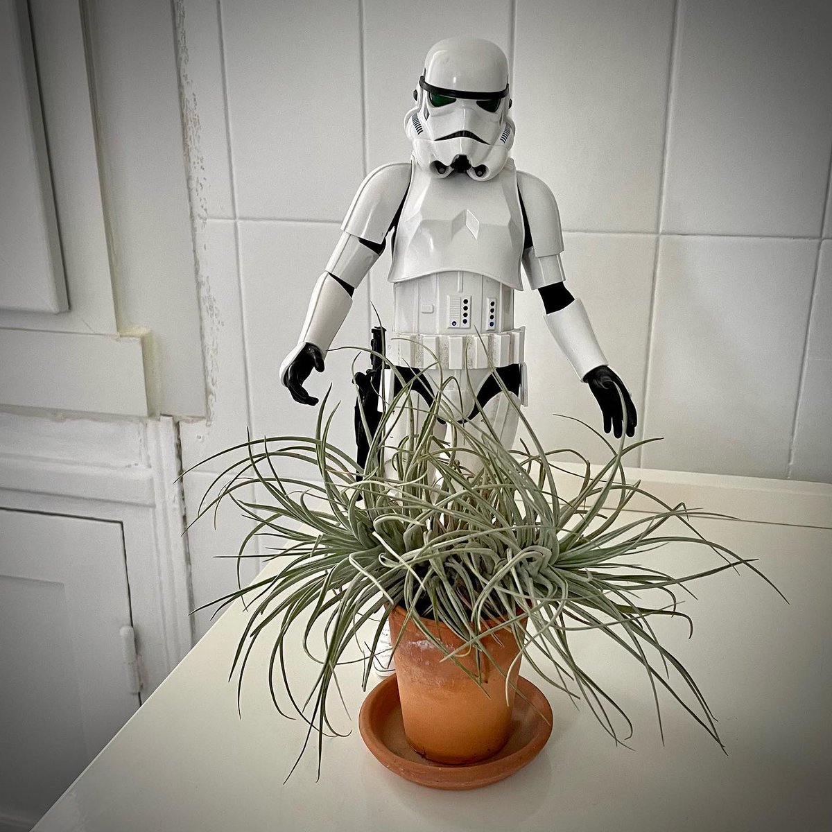Une petite coupe ? 📷 #hairbeauty #tillandsia #stormy #stormtrooper #starwars #disney #hottoys #toy #toystory #toystagram #toyphotography #actionfigures