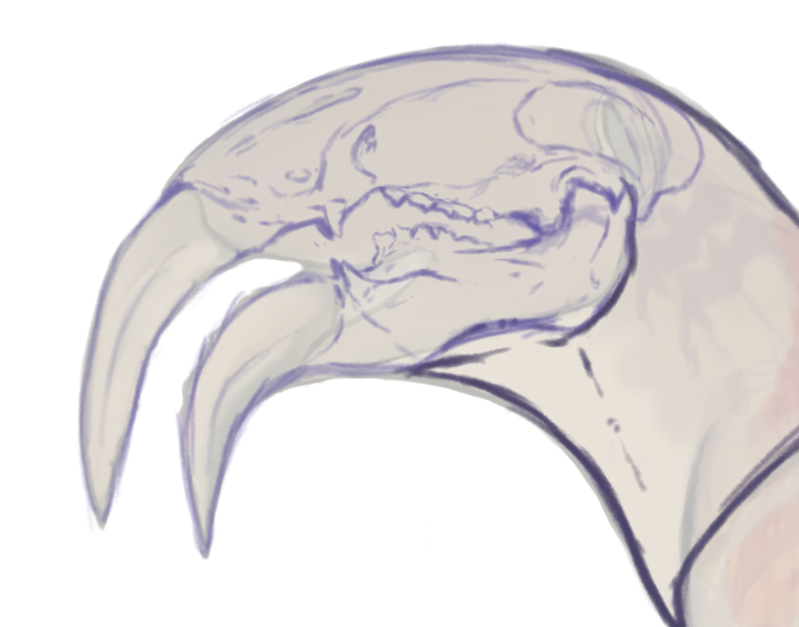 Muscle and skeletal sketch of a Pterlochthys  skull wise. Their ancestors where built to consume soft foods meant to snip and grind.  

#Speculativebiology #speculativeevolution #SpecEvo #Speculativebiology
