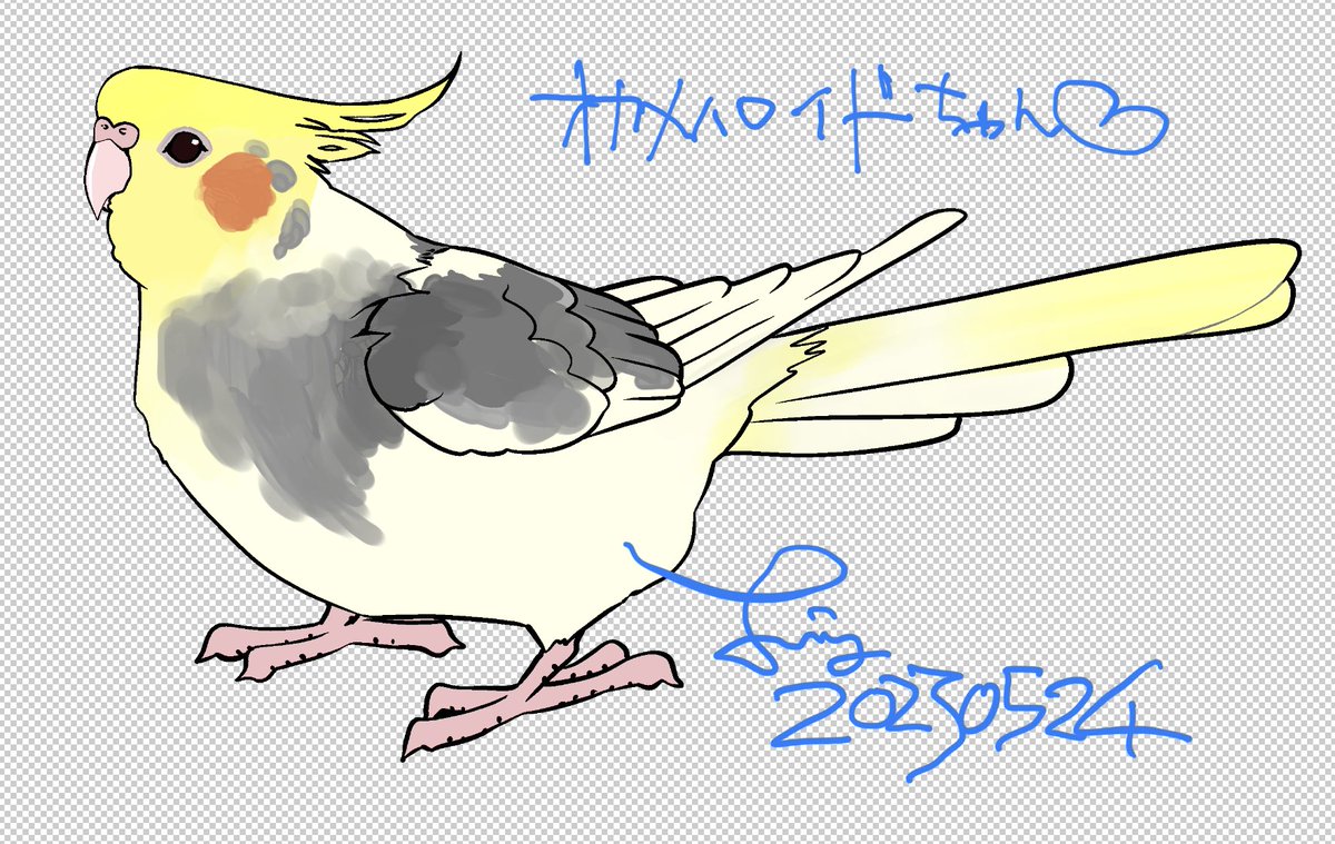 「オーダーのオカメインコパイドさんの初稿  パイドさんはみな世界でひとつの柄なので」|Liz青いことり工房のイラスト