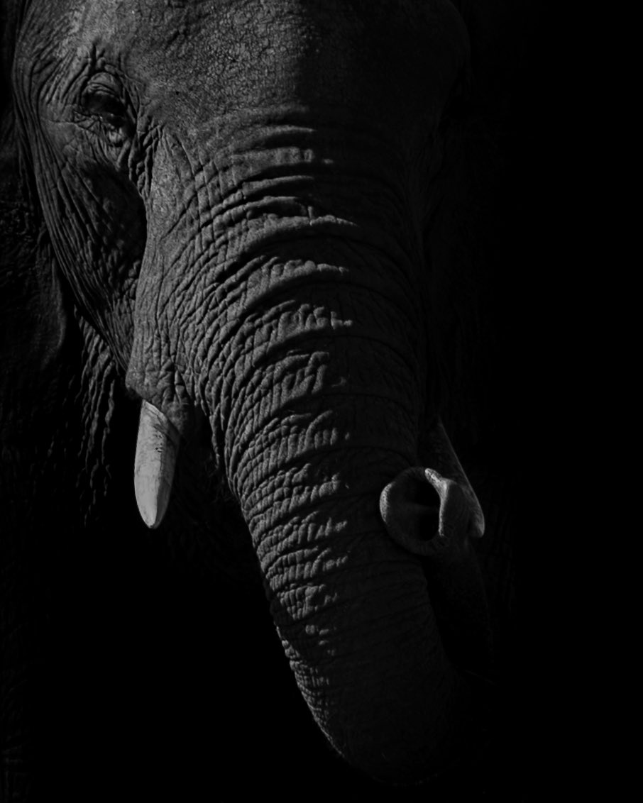 Dark Tusk Trunk

#celebrateafrica #canonafrica 
#elephant #serengetielephants #serengetinationalpark #tanzanianationalparks #wildlifephotography #unforgettabletanzania #visittanzania #wildlife #touristdestination #touristattractions