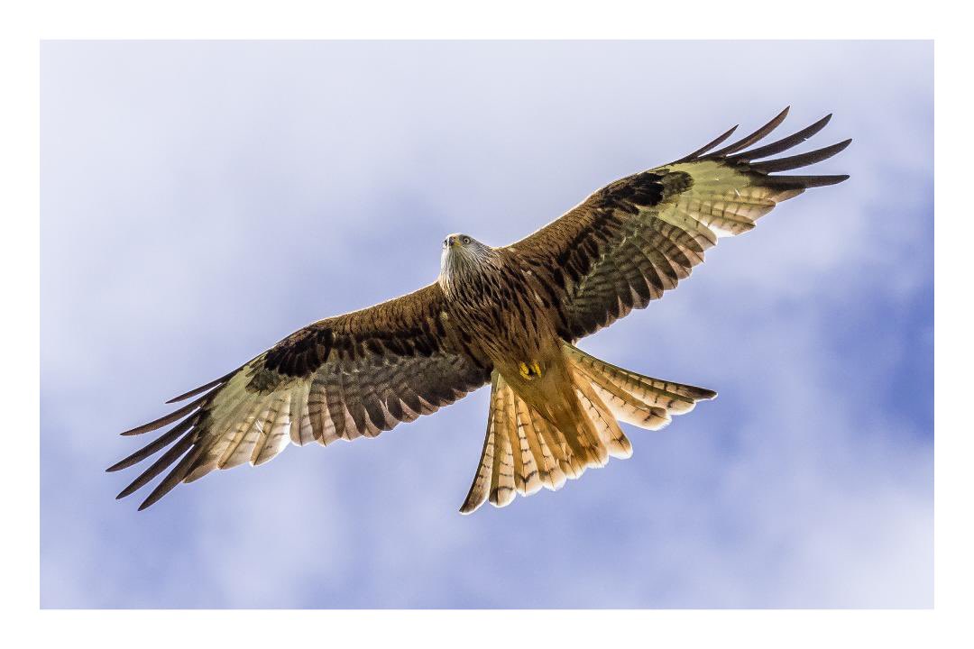 A close encounter of the Red kind. Spotted two #RedKites on our walk around the grounds of Baddesley Clinton yesterday 😊 #BirdsinFlight #Birds