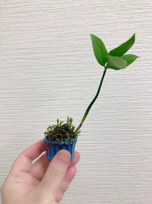 スケッチとセットのミニ盆栽ワークショップでした🌱 どんぐり芽とか楓の種拾ってきても良いよ🍁 #ワークショップ