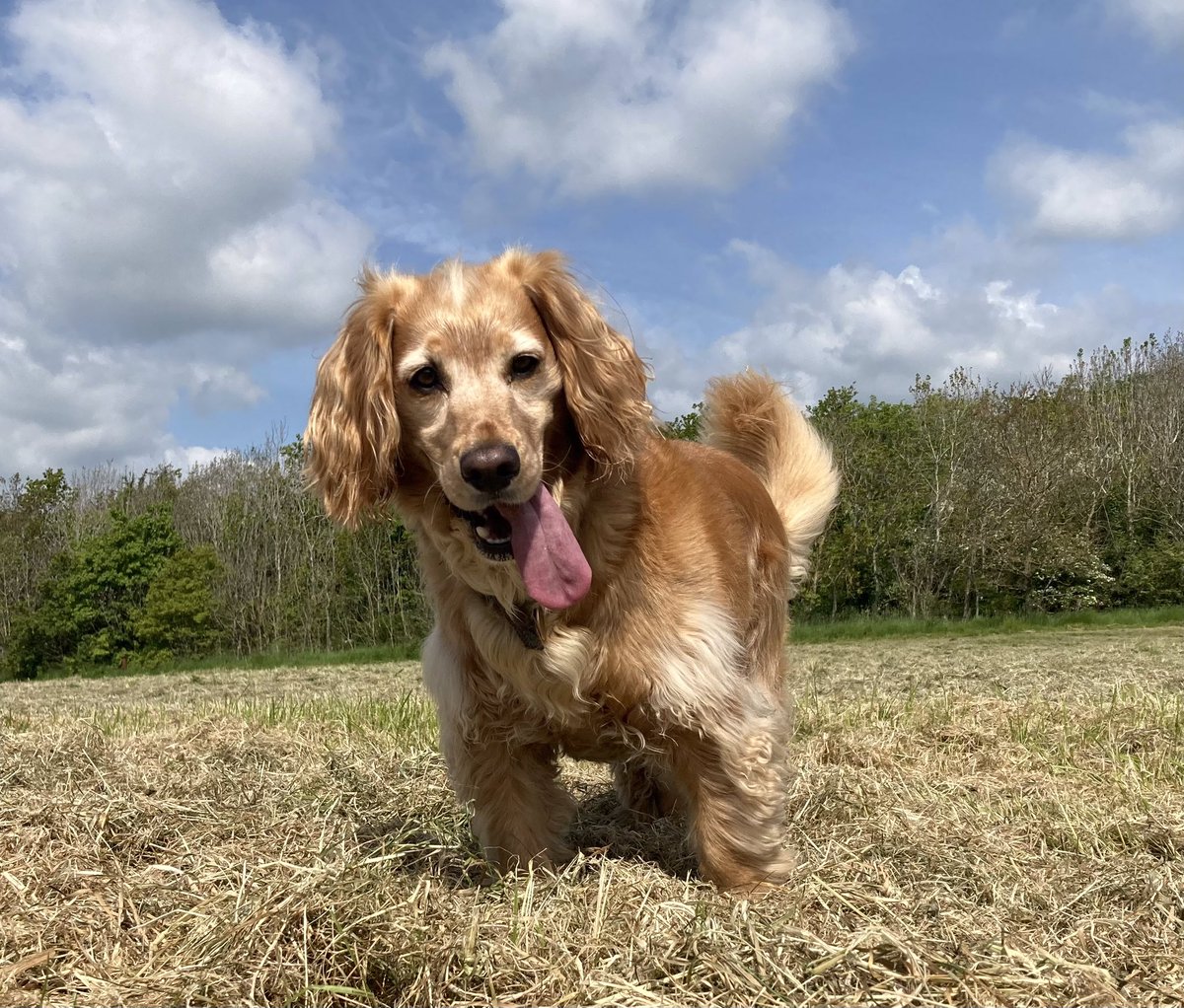 Golden boy

#dogs #dogwalkers #hastings #stleonards #fairlight #dogwalker #doggydaycare #stleonardsonsea #hastingspetcare